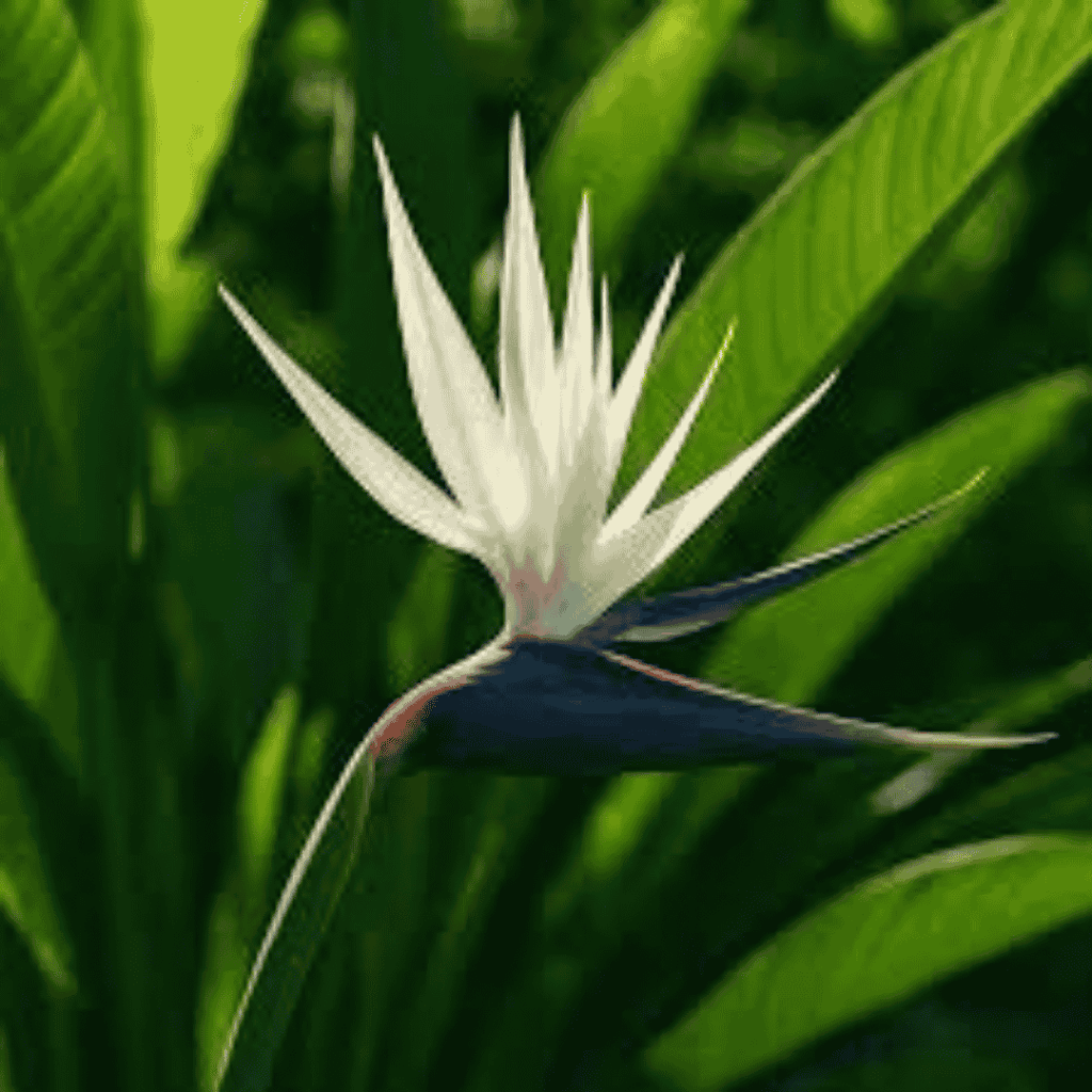 Bird of Paradise