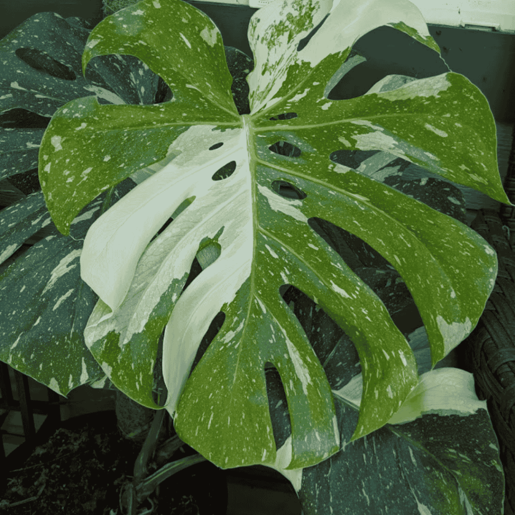 Monstera