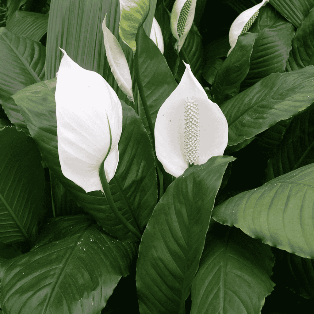 Peace Lily