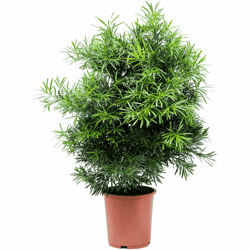 Podocarpus