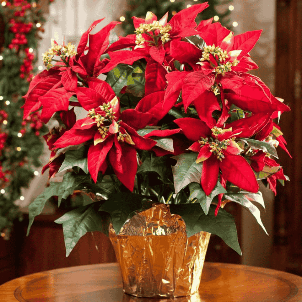 Poinsettia