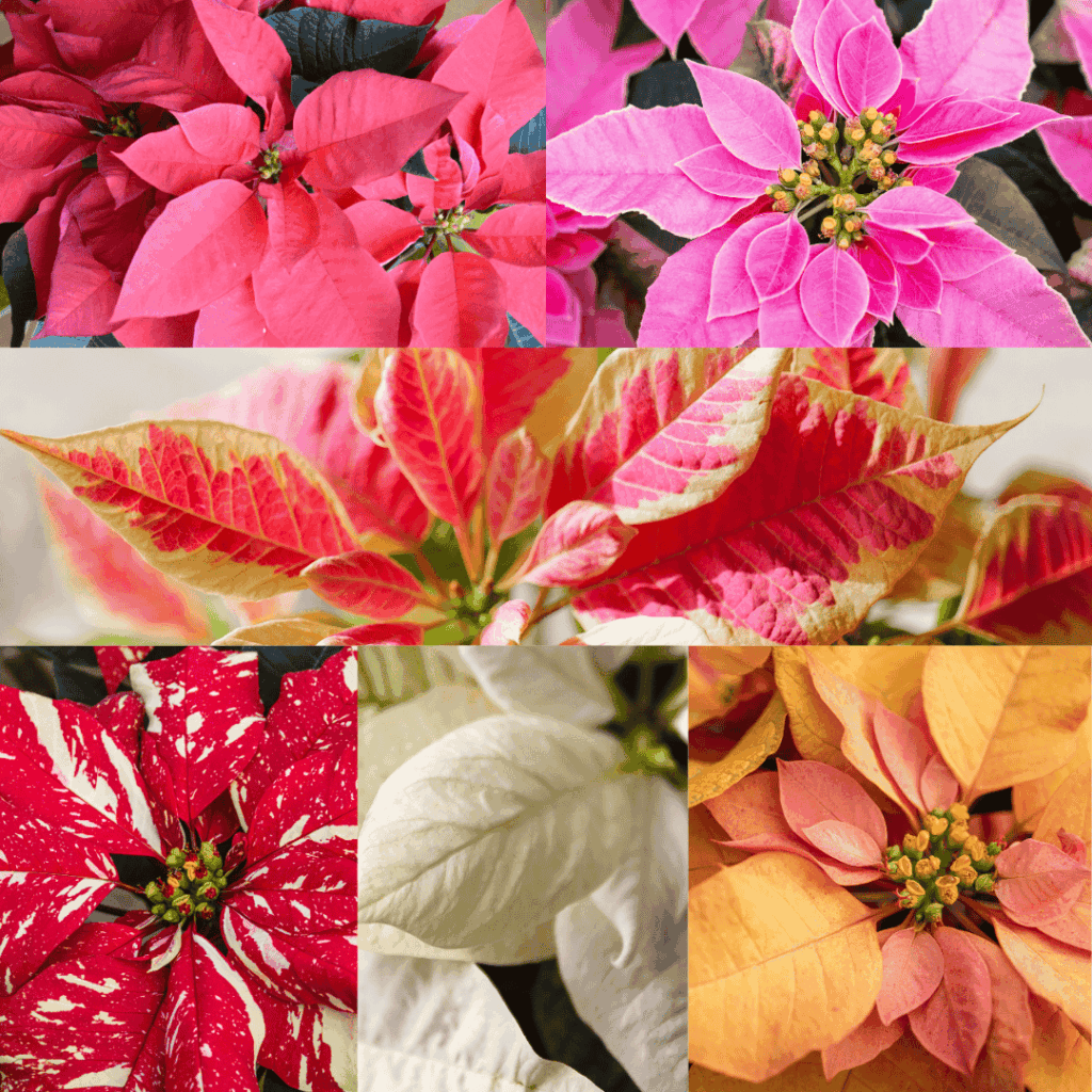 Poinsettia