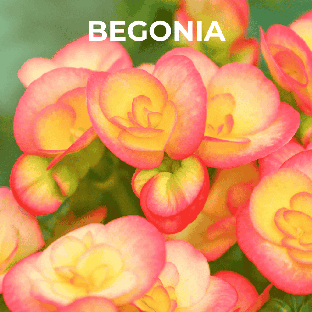 begonia
annual 
