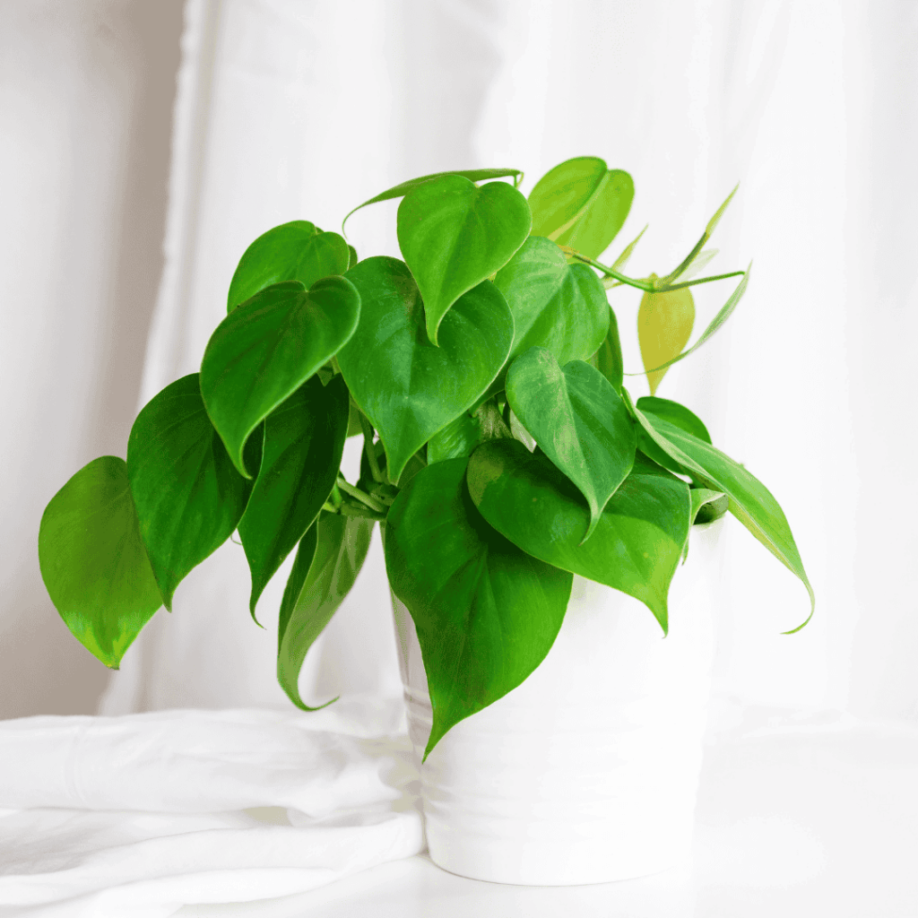 Philodendron Cordatum