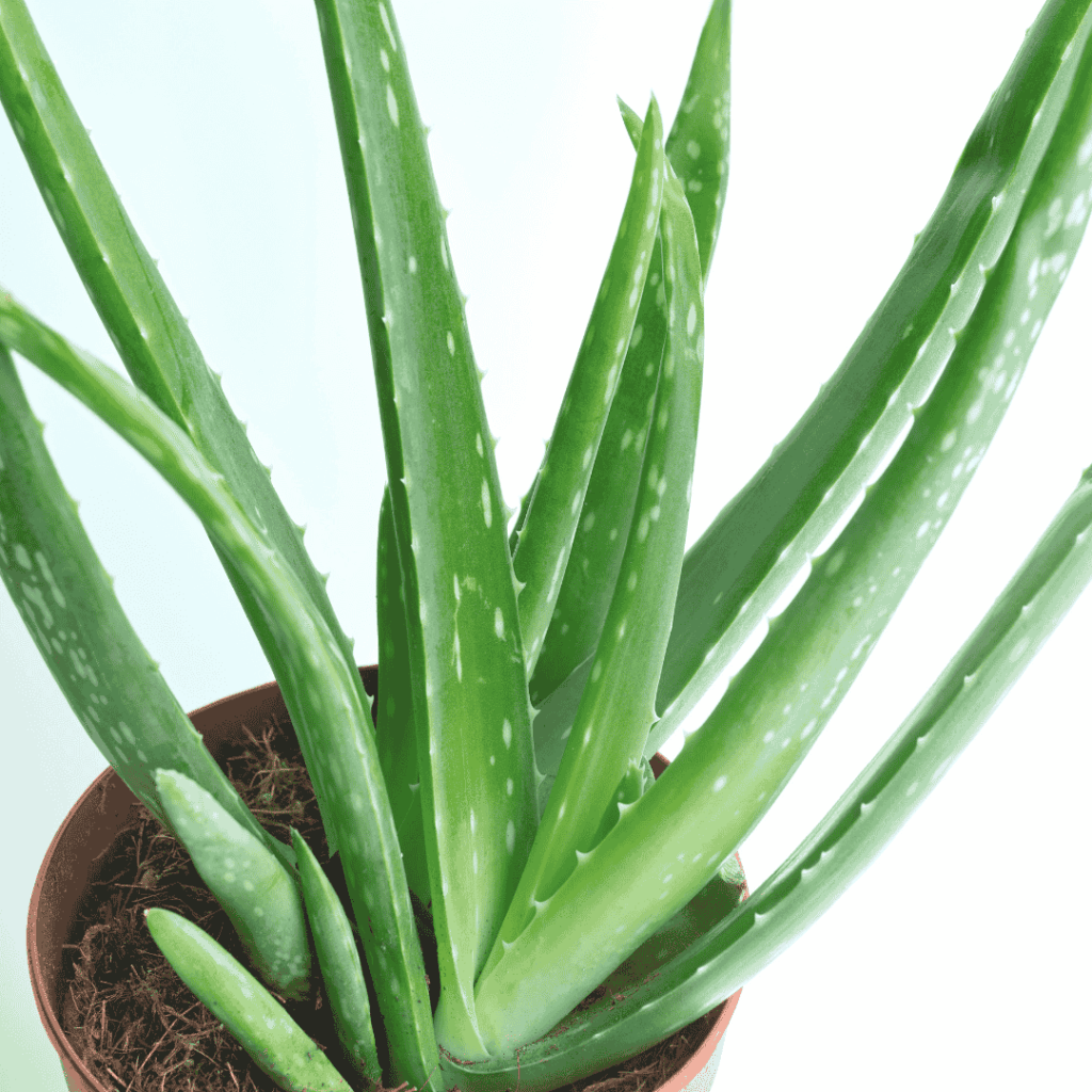 Aloe Vera