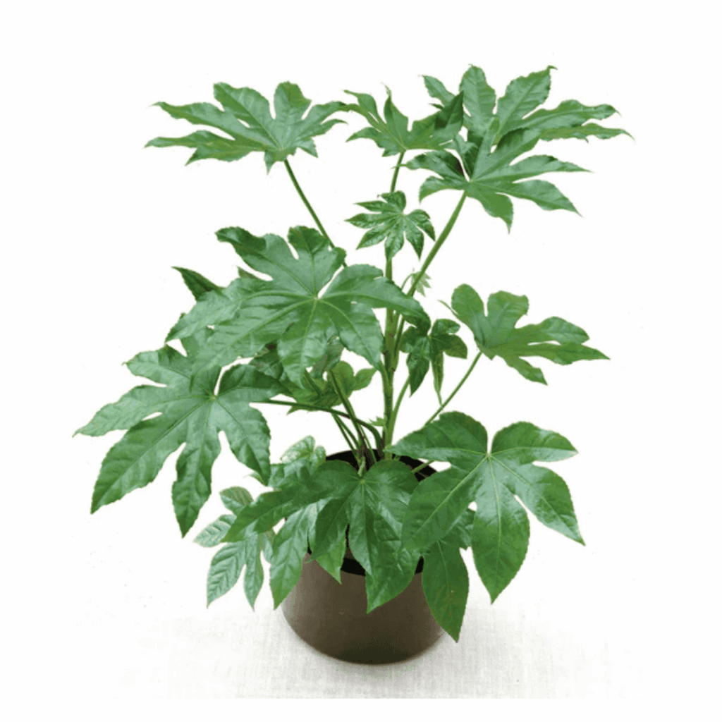 Fatsia Japonica