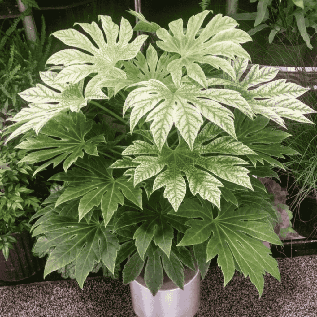 Fatsia Japonica 2