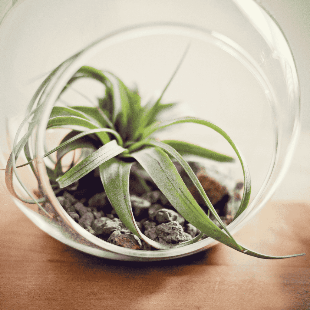 Air Plant