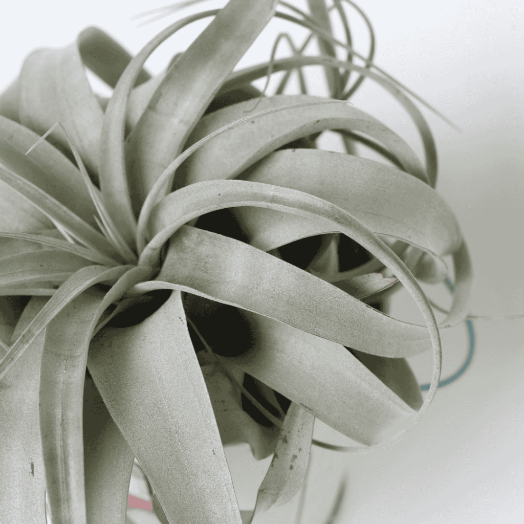 Air Plant