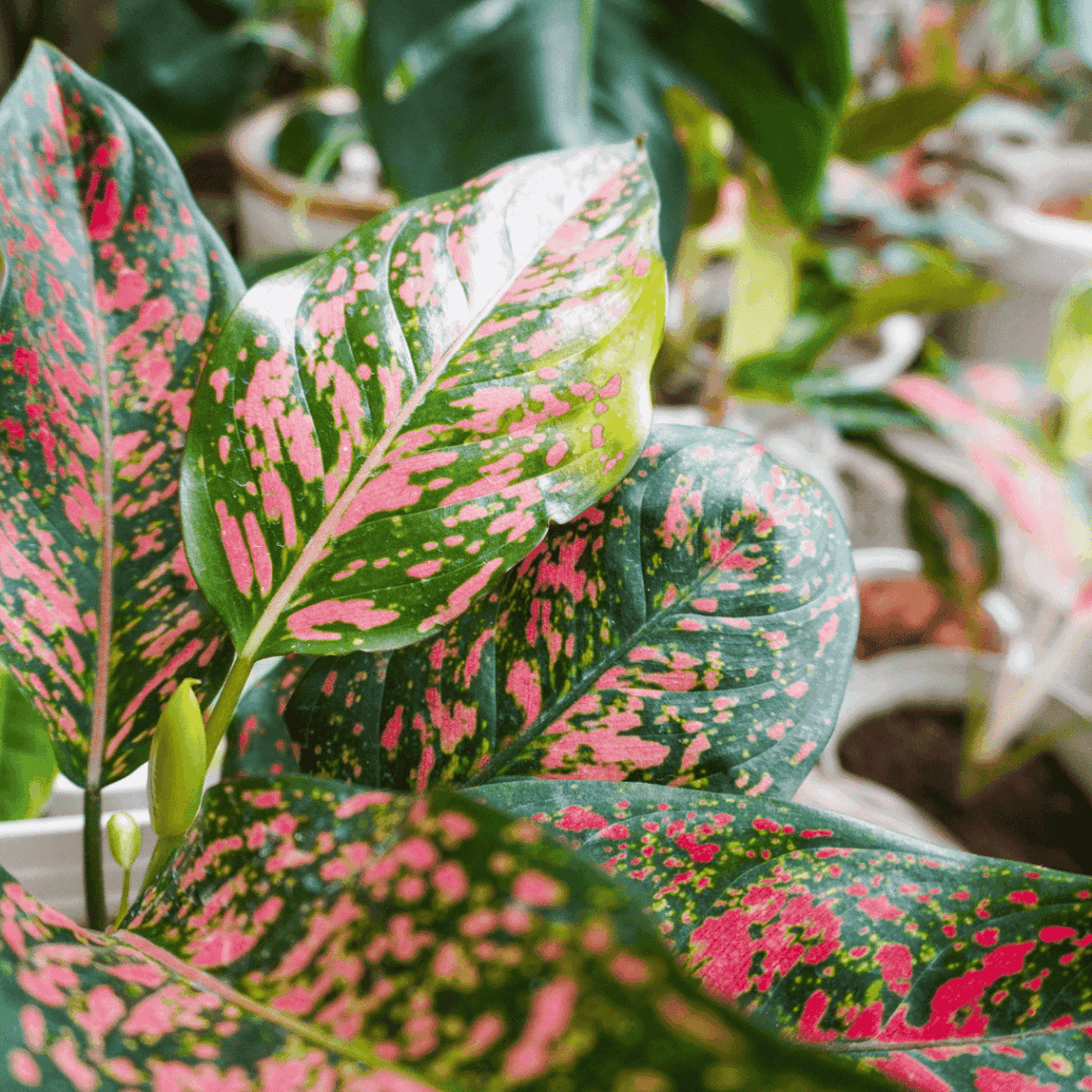 Aglaonema