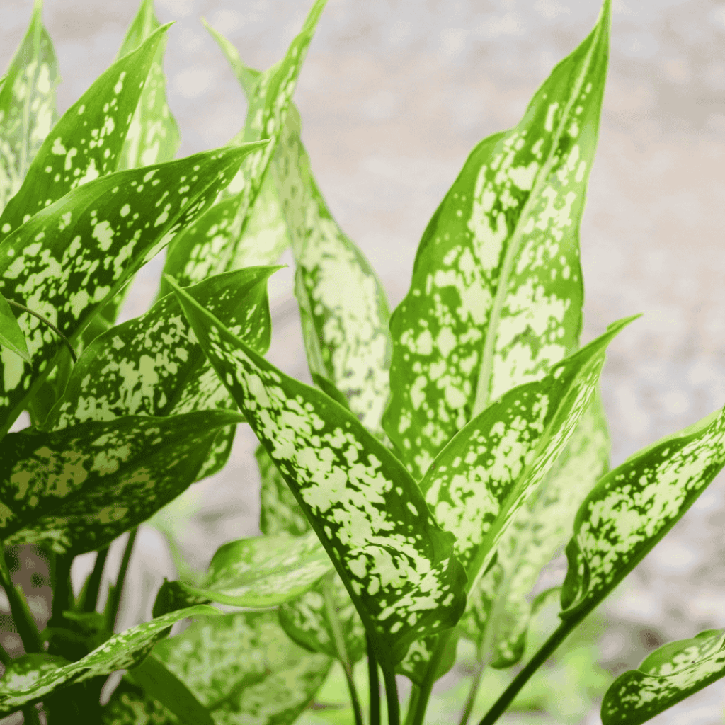 Aglaonema