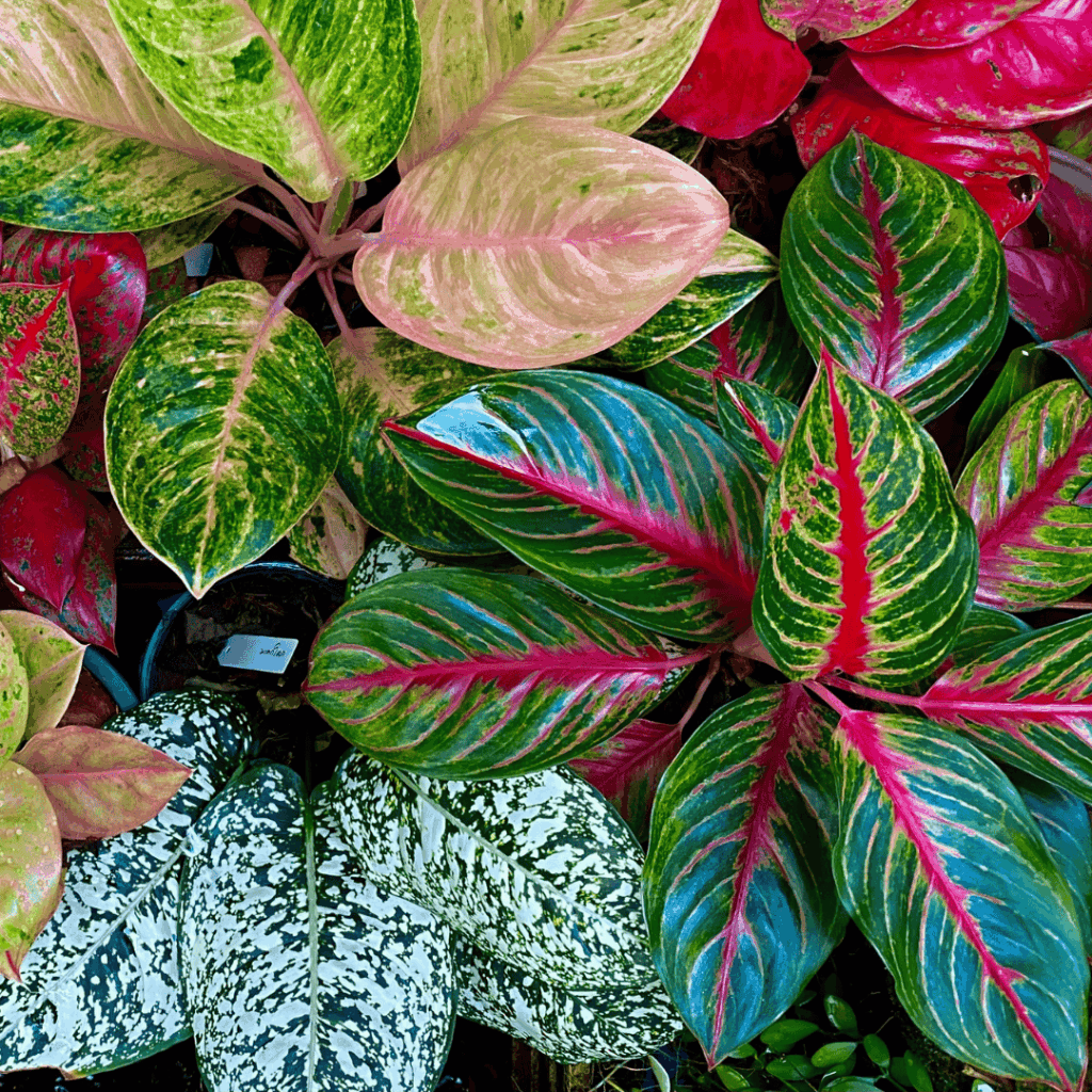 Aglaonema