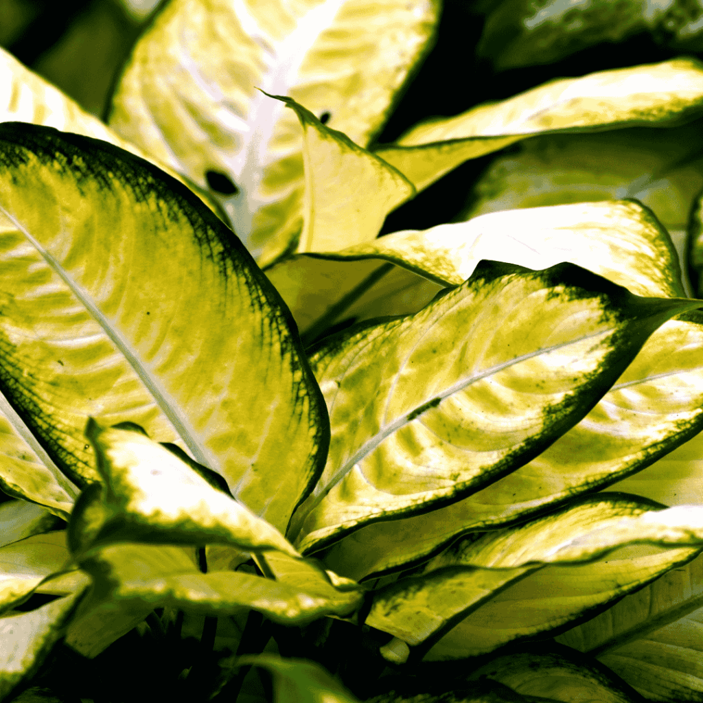 Aglaonema