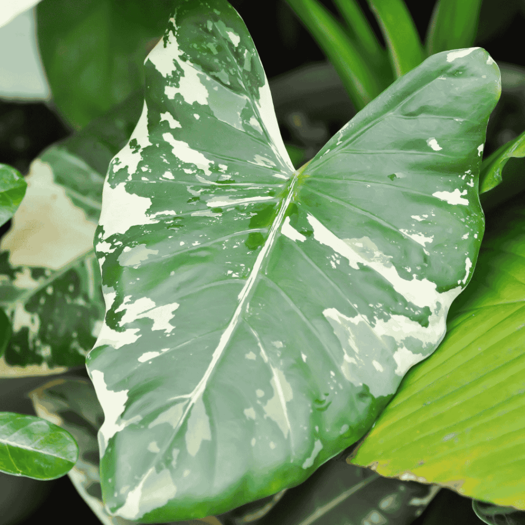 Alocasia