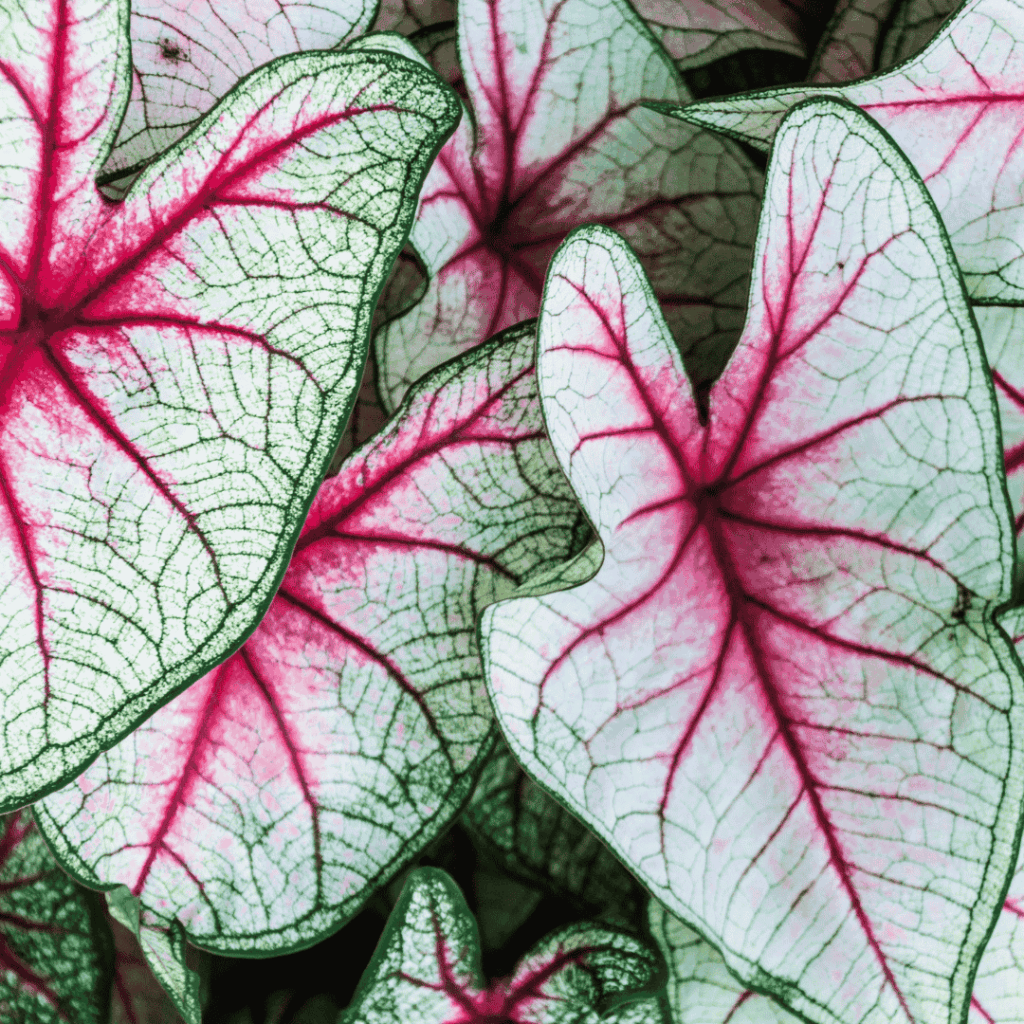 Caladium