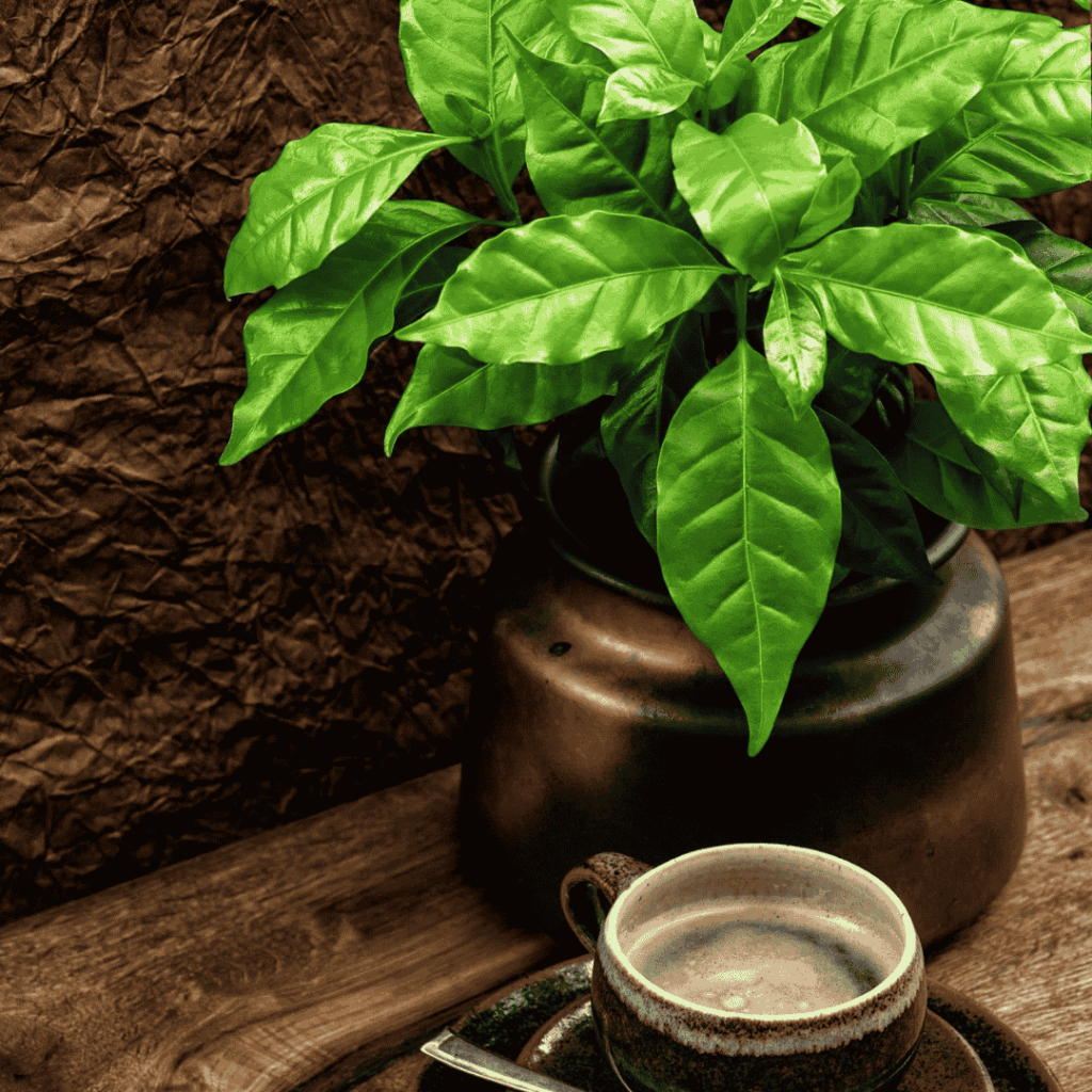 Coffee Plant