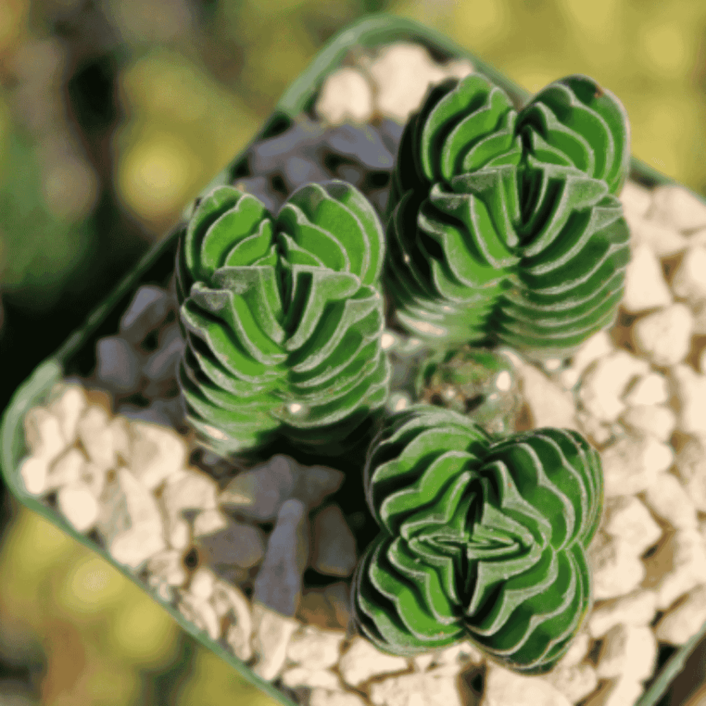 Crassula
