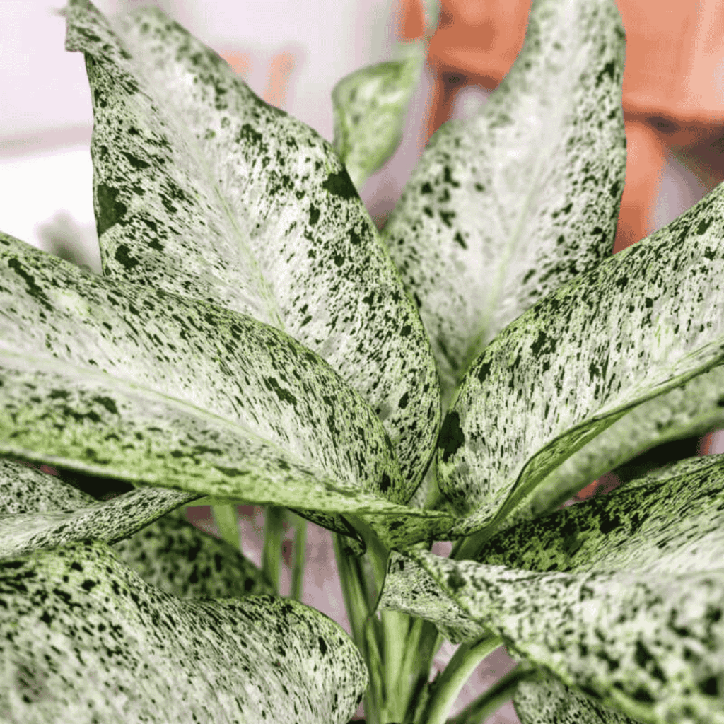 Dieffenbachia
