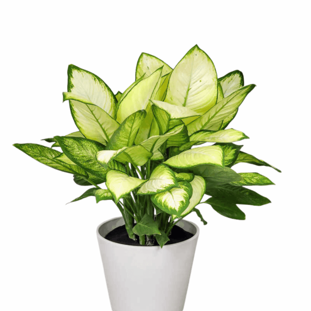 Dieffenbachia