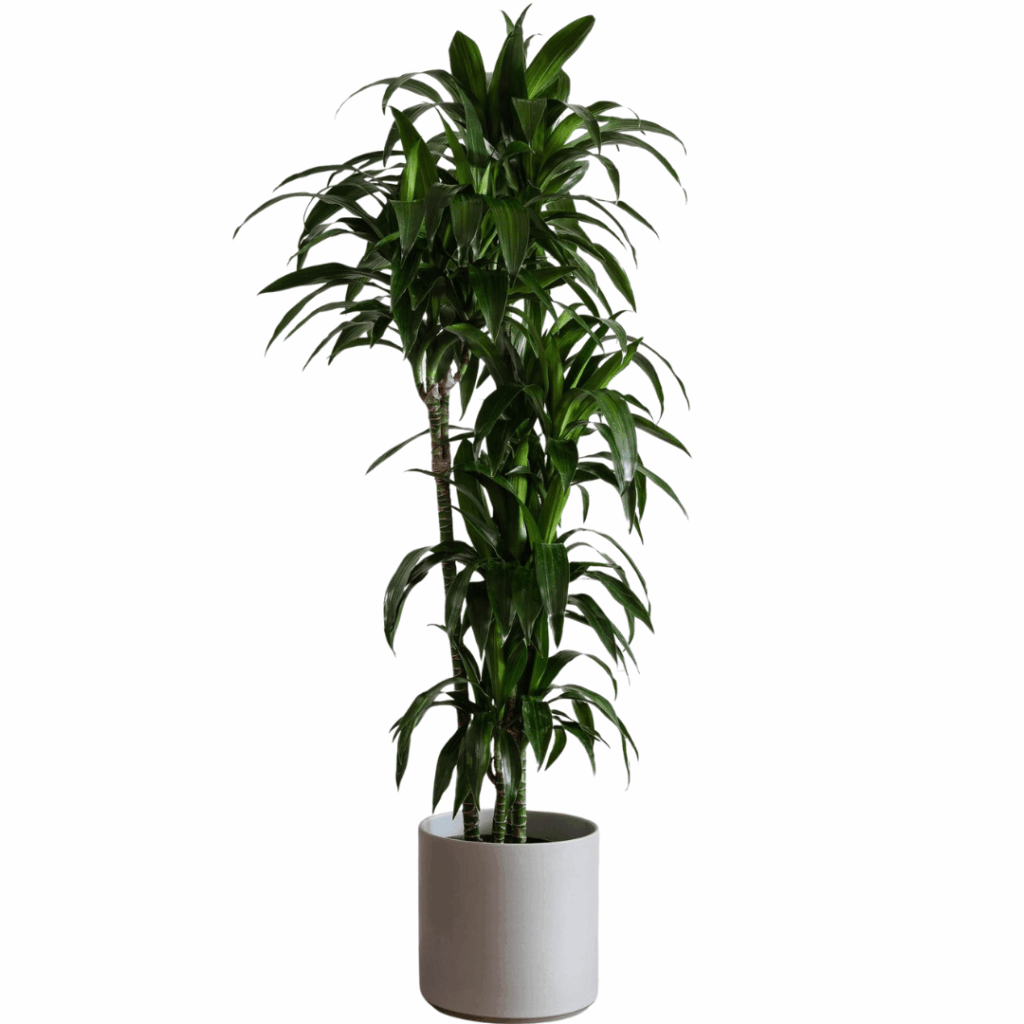 Dracaena