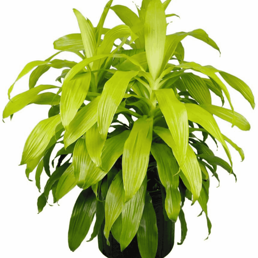 Dracaena