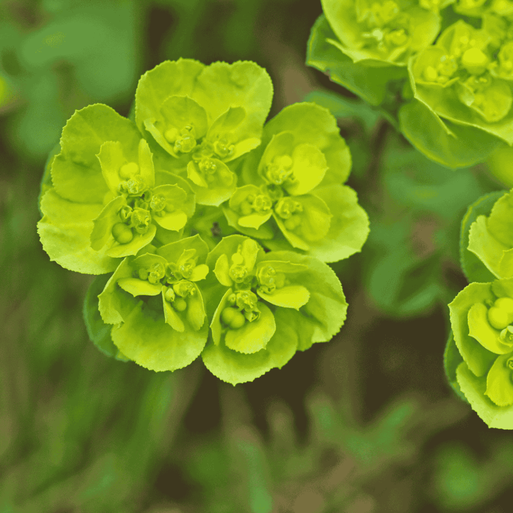 Euphorbia
