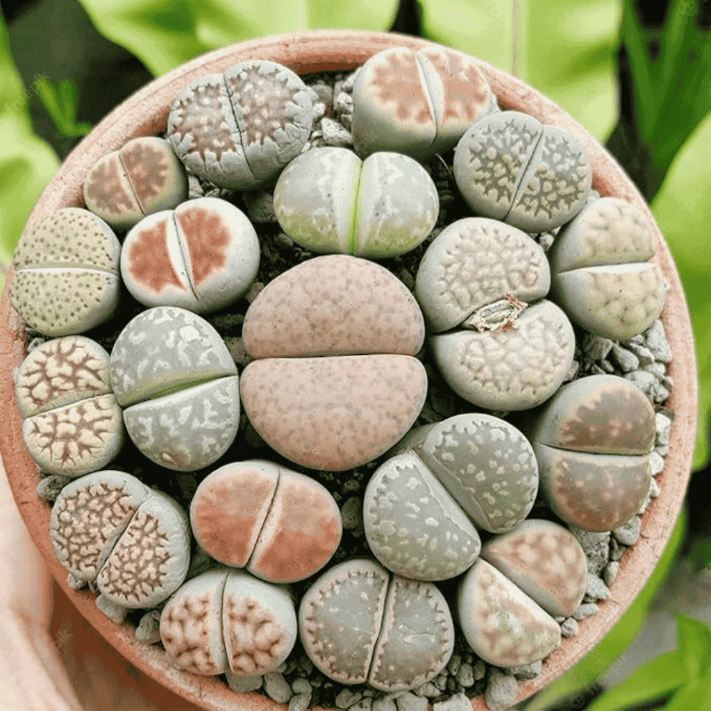 Lithops