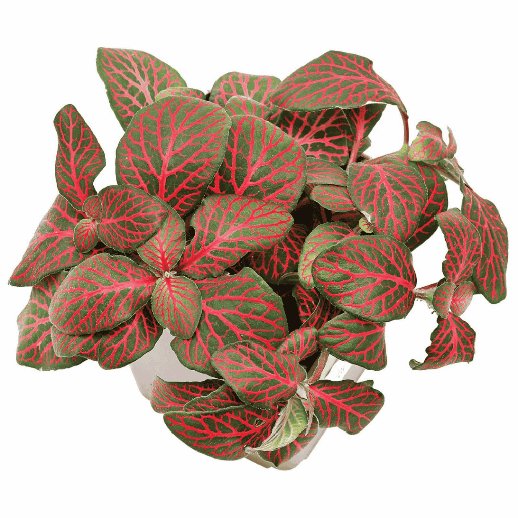 Fittonia