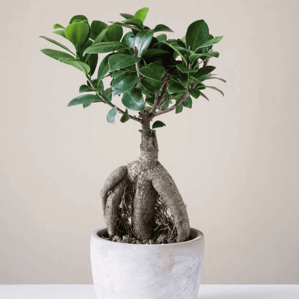 Ficus Ginseng