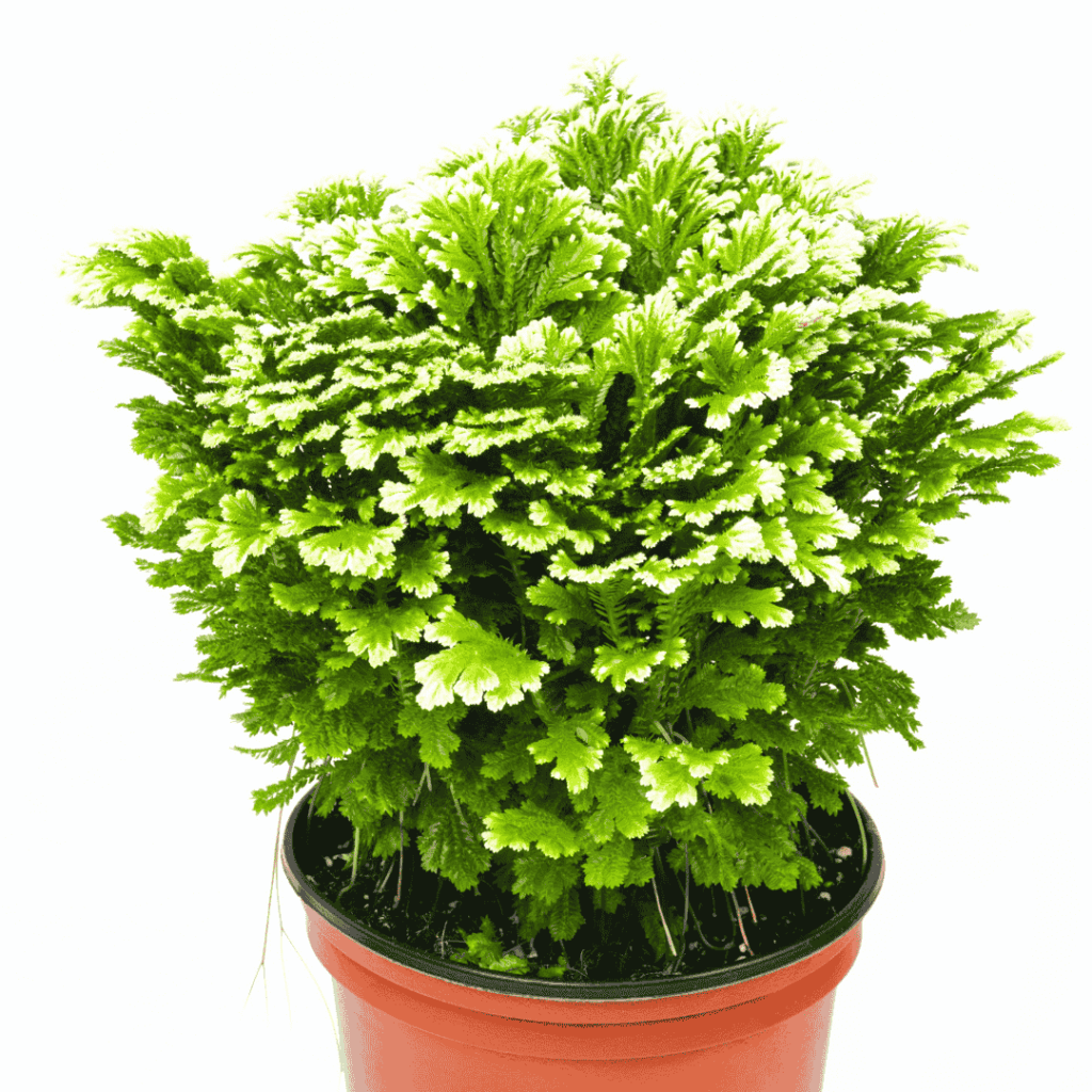 Selaginella
