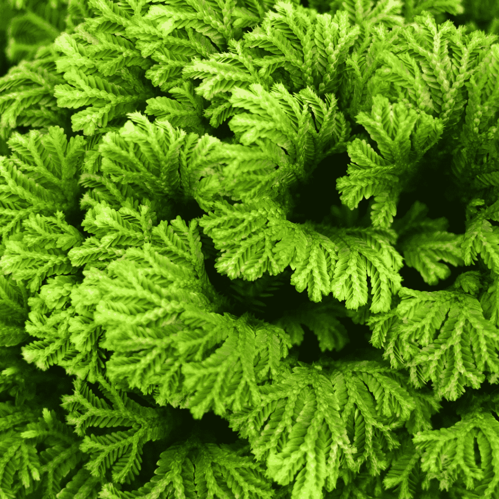 Selaginella