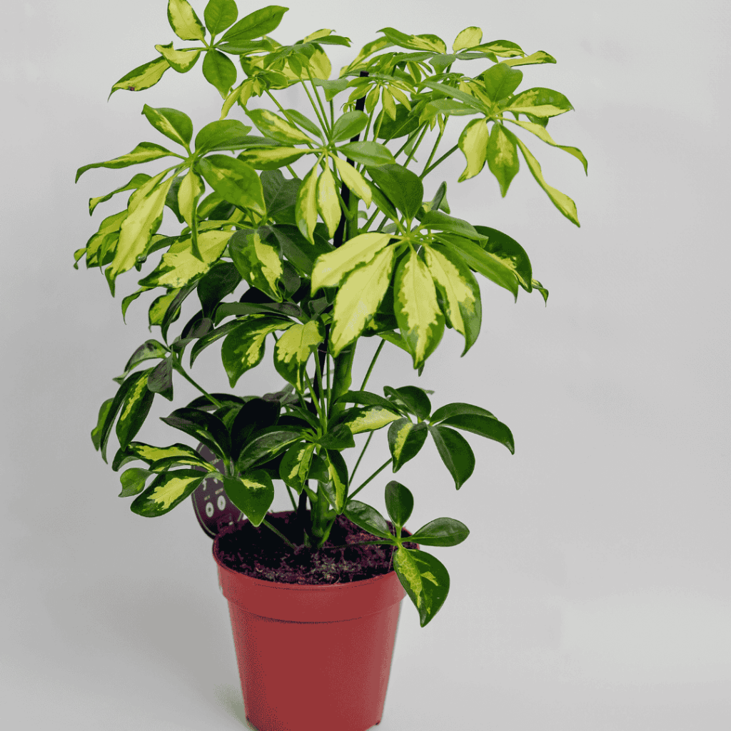 Schefflera
