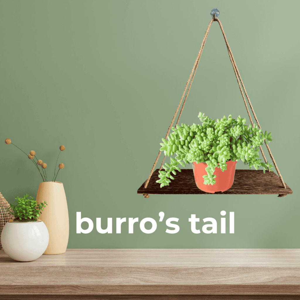 burros tail pet safe houseplant