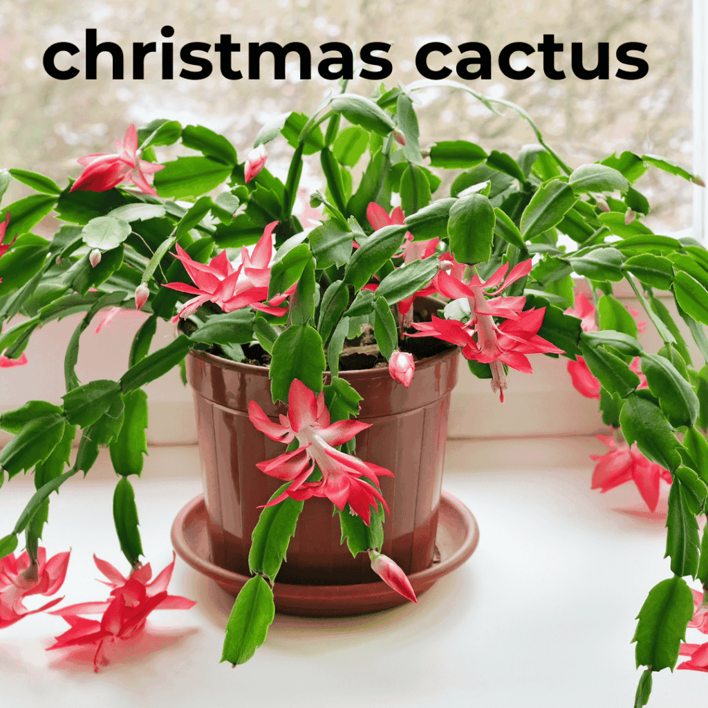 christmas cactus pet safe houseplant