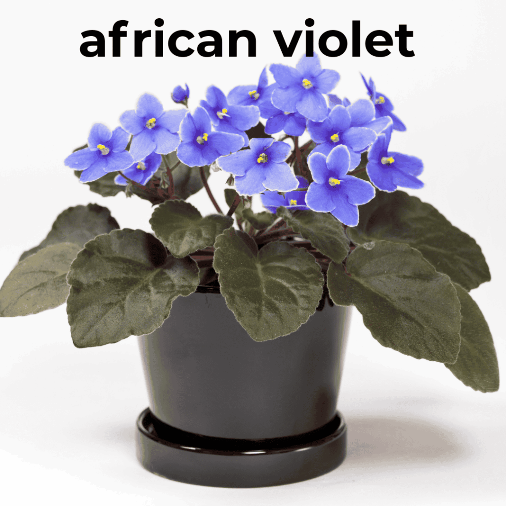 african violet pet safe houseplant