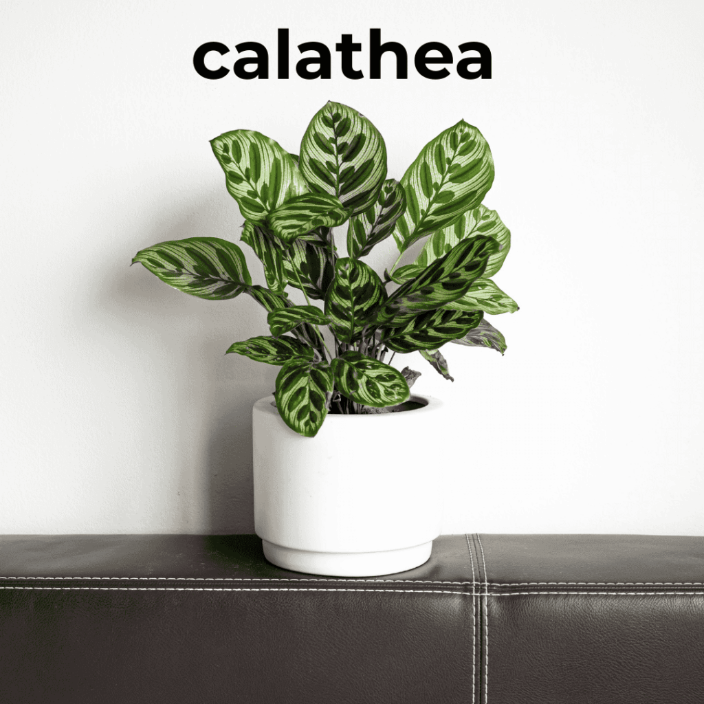 calathea