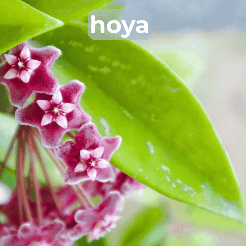 hoya pet safe houseplant