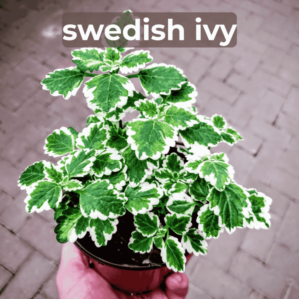 swedish ivy pet safe houseplant