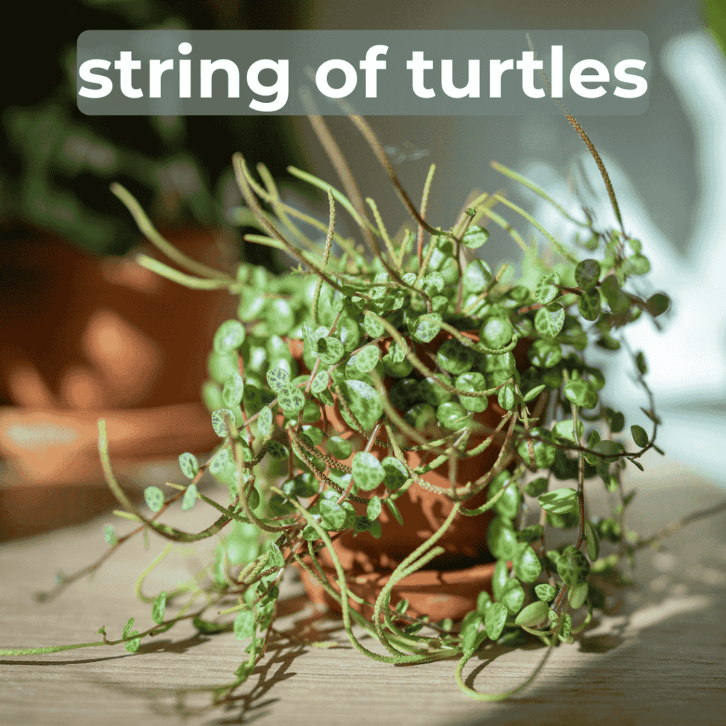 string of turtles pet safe houseplant