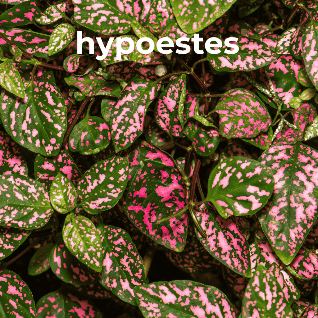 hypoestes
pet safe houseplant