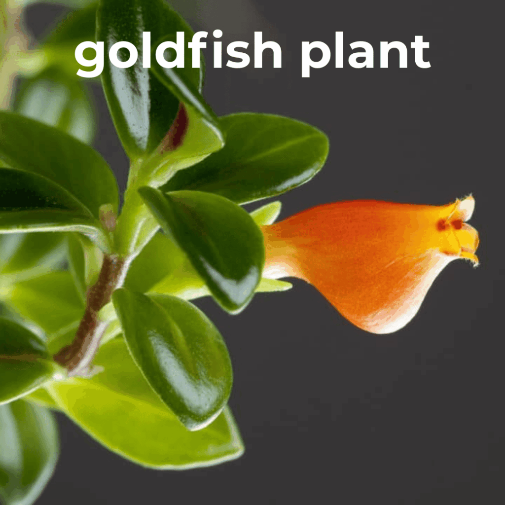 goldfish plant pet safe houseplant