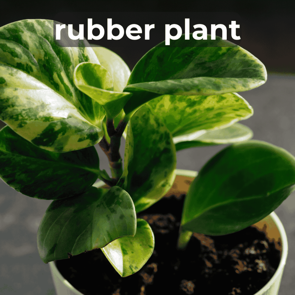 rubber plant pet safe houseplant