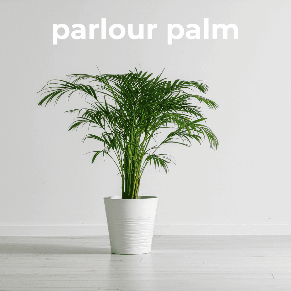 Parlour Palm
