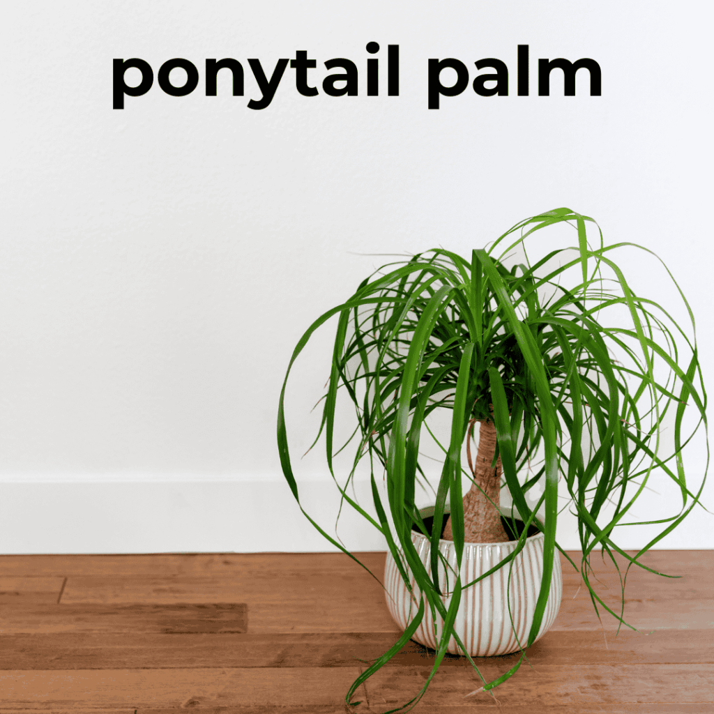 Ponytail Palm