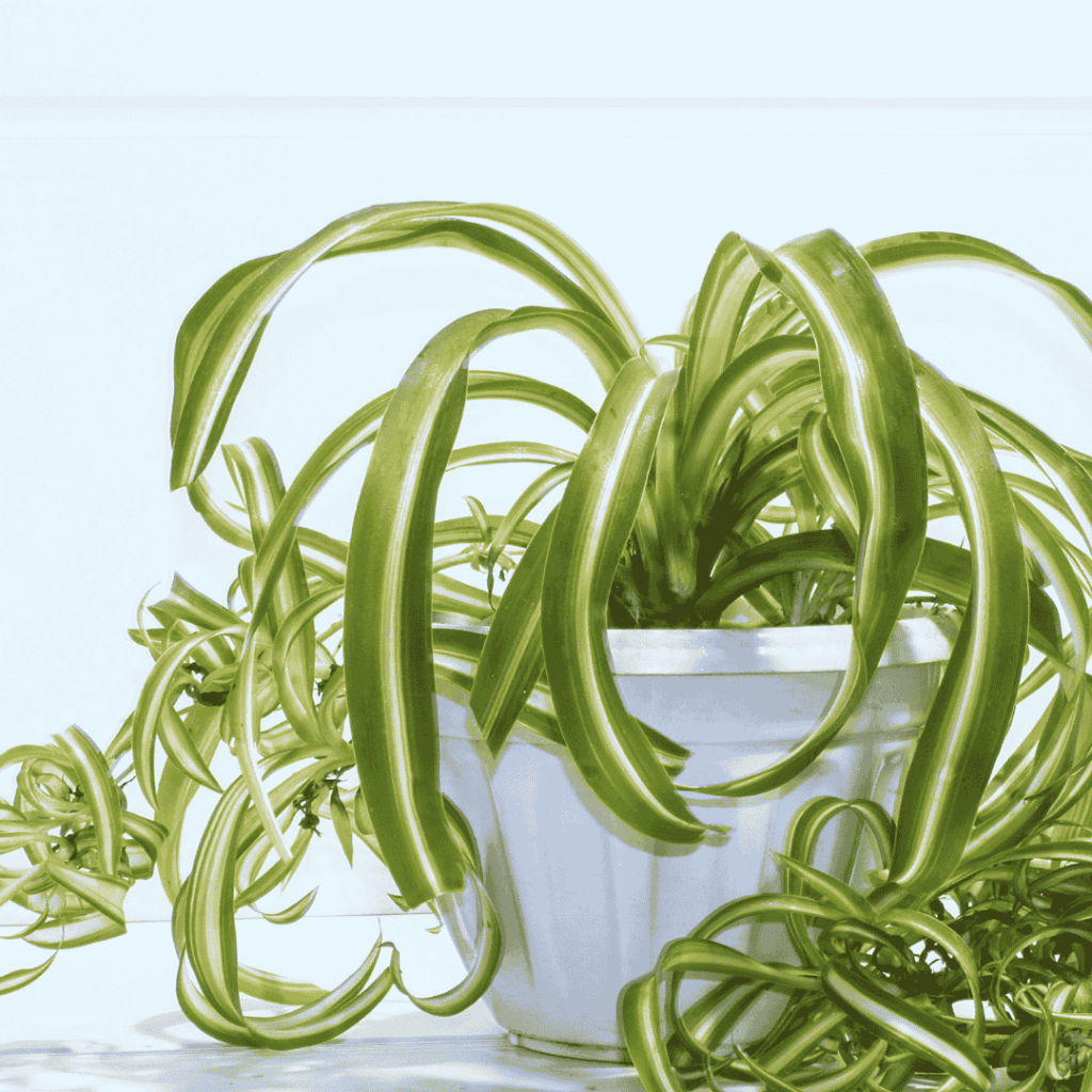 Spider Plant