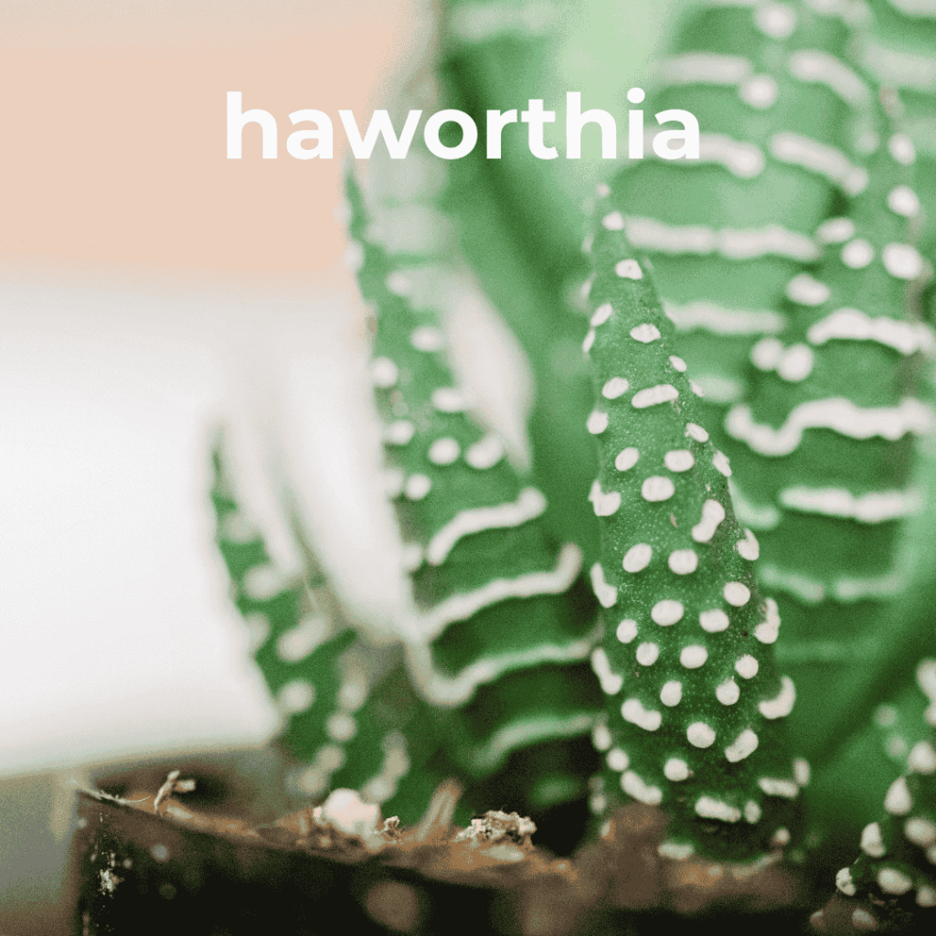haworthia
pet safe houseplant
cactus