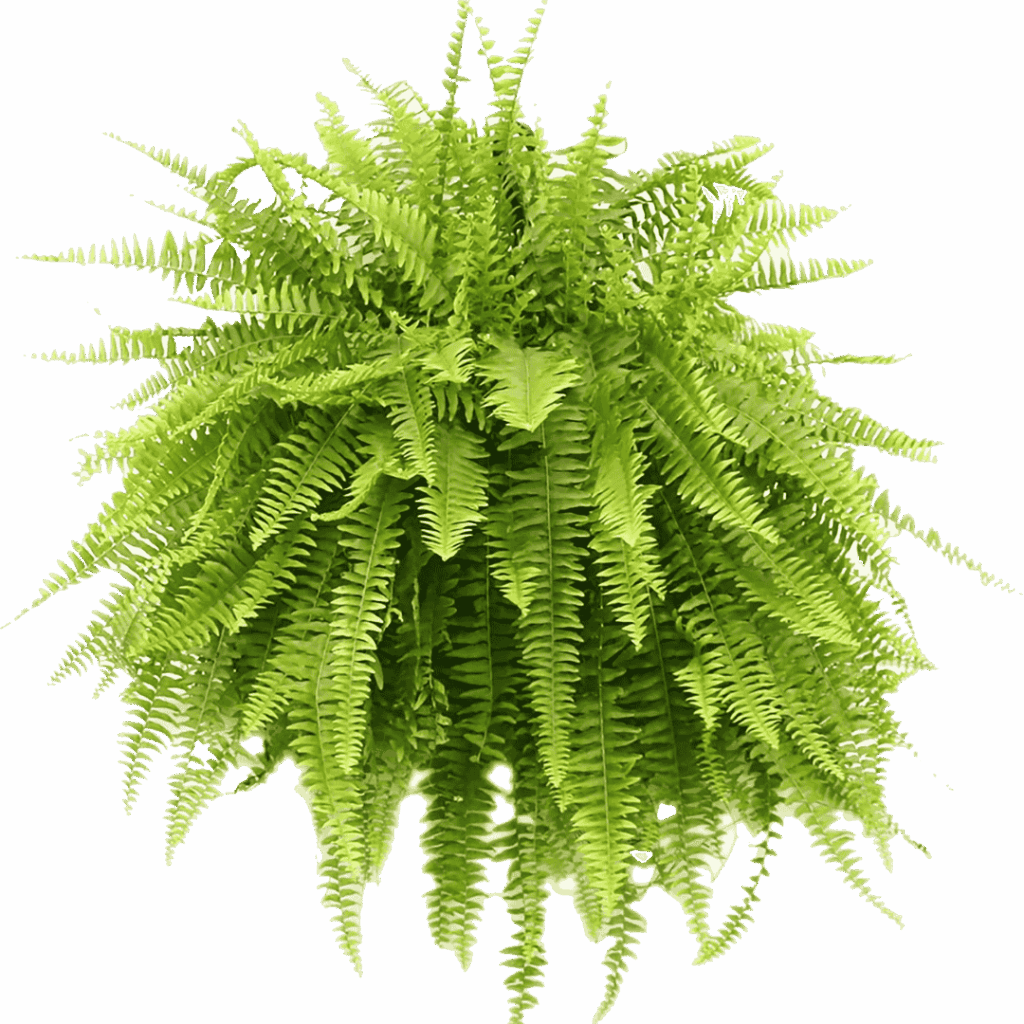 Boston Fern