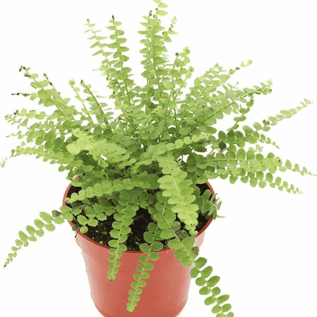 Button Fern