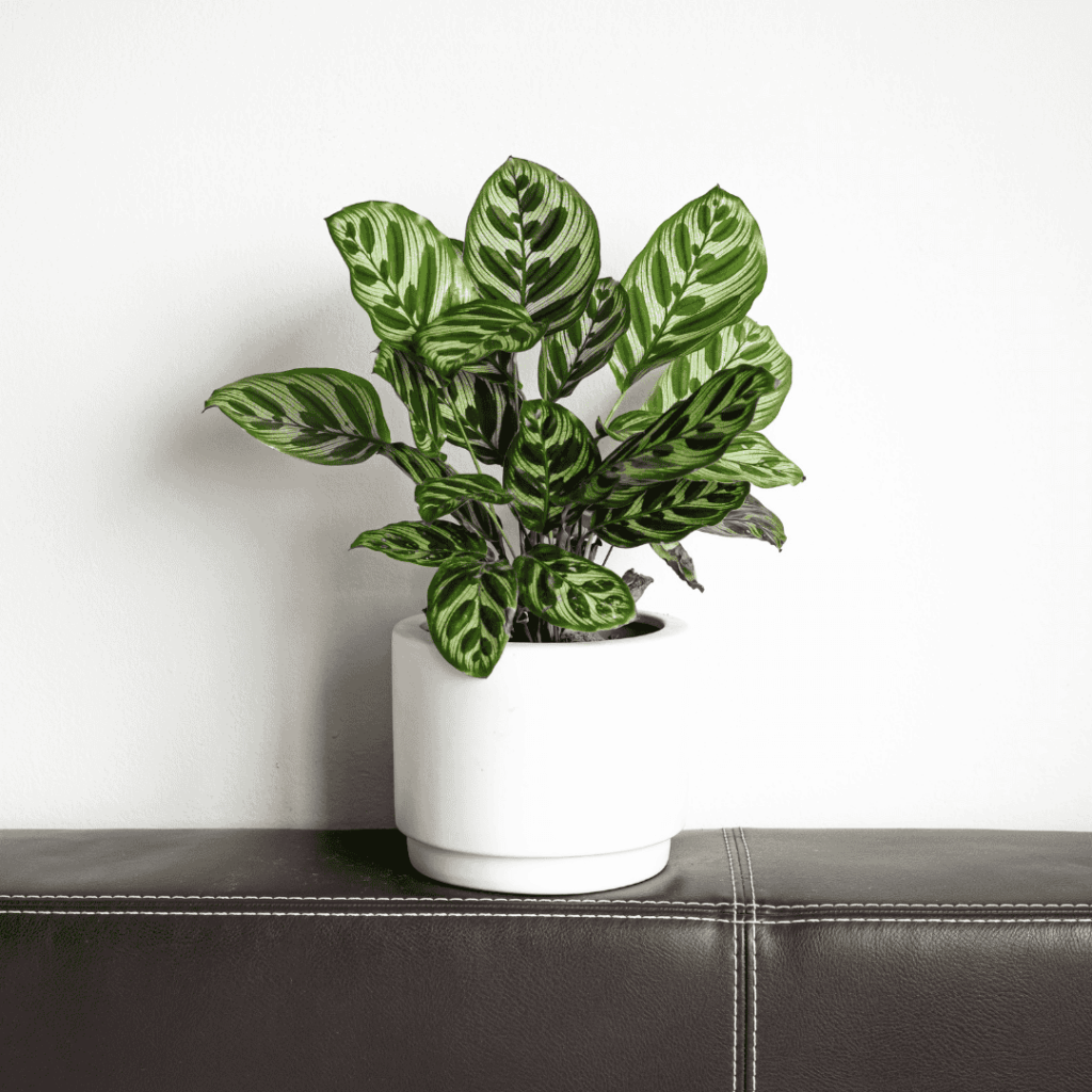Calathea