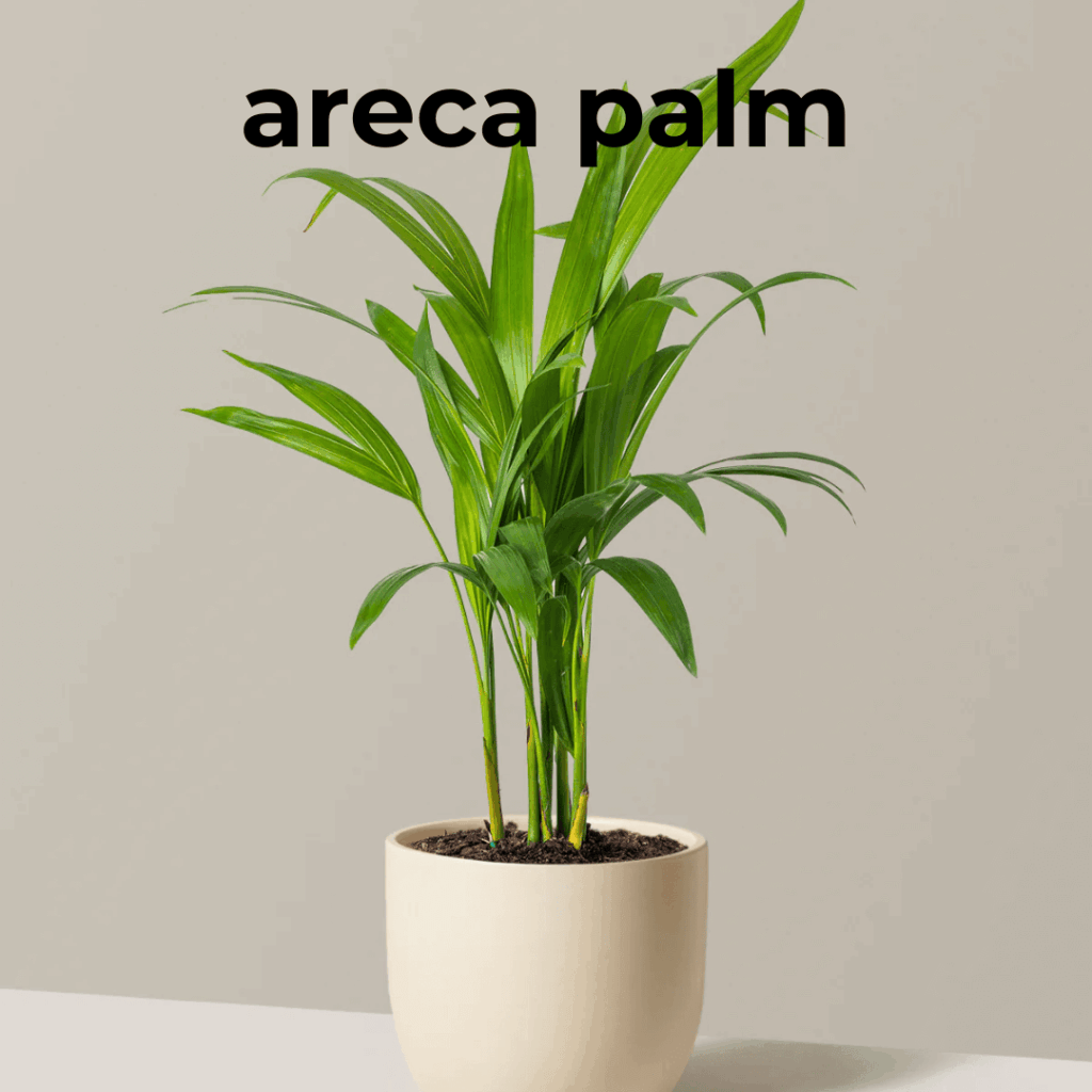 Golden Cane Palm, Areca Palm, or Dypsis lutescens